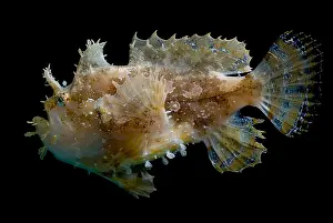 Camouflage Fish Drucke: Sargassumfish