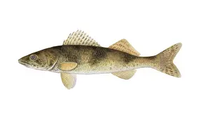 Freshwater Fish Illustration Drucke: Sauger