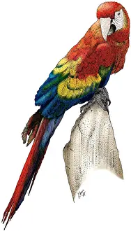 Scarlet Macaw Drucke: Scarlet Macaw