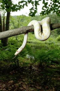 Albino Ball Python klettert in einen Baum.
