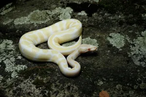 Albino Python Drucke: Albino Ball Python on a Rock