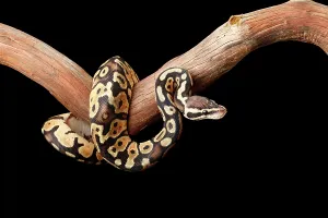 Ball-Python auf Ast