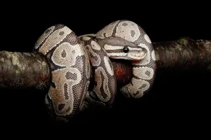 Royal Python Drucke: Ball Python coiled on branch