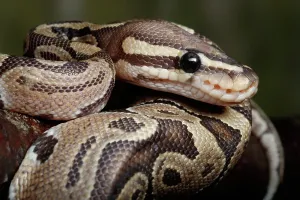 Ball-Python gewunden auf Ast.