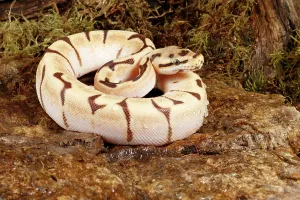 Ball Python Morph