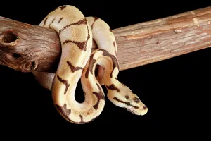 Gerahmter Druck : Ball-Python-Morphe auf Zweig. Gerahmter Druck : Ball-Python-Morphe auf Zweig.