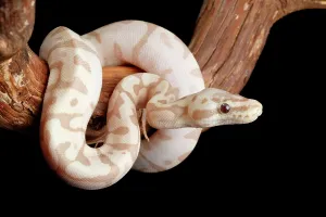 Ball-Python-Morph auf einem Zweig.