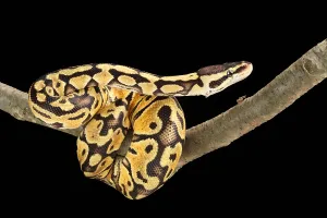 Ball-Python (Python regius)