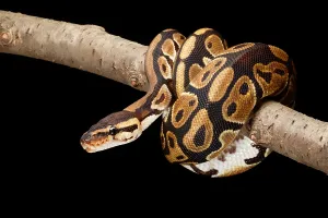 Ball Python Drucke: Ball Python (Python regius)