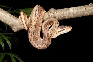 Ball Python (Python regius)