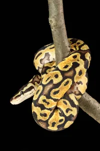Ball Python Drucke: Ball Python (Python regius)