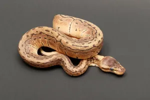 Ball Python Drucke: Ball Python (Python regius)