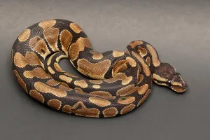 Ball Python Drucke: Ball Python (Python regius)