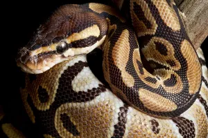 Constrictor Snakes Drucke: Ball Python (Python regius)