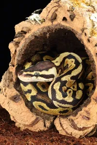 African Reptile Species Drucke: Ball Python (Python regius)