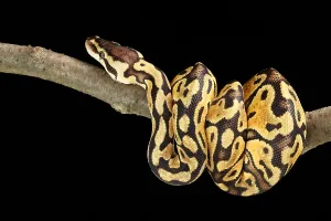 Ball Python Drucke: Ball Python (Python regius)