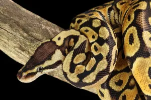 African Wildlife Animals Drucke: Ball Python (Python regius)