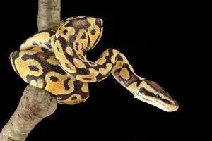 Ball Python Drucke: Ball Python (Python regius)