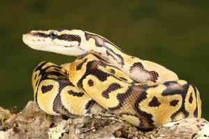 Ball Python Drucke: Ball Python (Python regius)