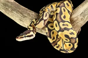 Ball Python Drucke: Ball Python (Python regius)