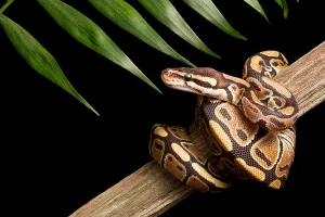 Constrictor Snake Drucke: Ball Python (Python regius) on branch