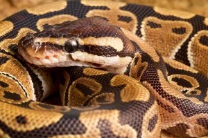 Ball Python Drucke: Ball Python (Python regius) close up