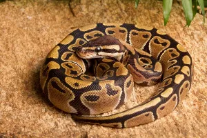 Gerahmter Druck : Ball-Python (Python regius) gewunden auf Felsen.