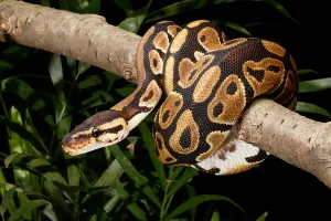 Ball Python Drucke: Ball Python, Python Regius, Wrapped Around a Branch