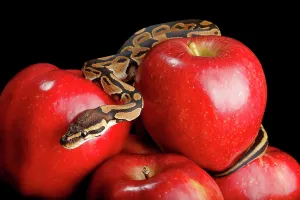 Ball Python Drucke: Ball Python on Red Apples