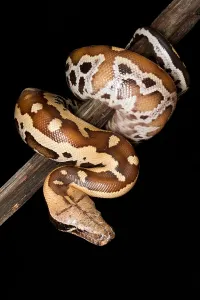 Blood python (Python brongersmai) on branch