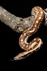 Boidae Species Drucke: Blood python (Python brongersmai) on branch