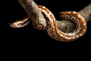 Blutpython (Python brongersmai) auf Ast.