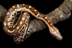 Asian Reptiles Drucke: Blood python (Python brongersmai) on branch