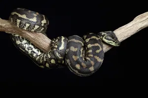 Constrictor Snakes Drucke: Carpet Python