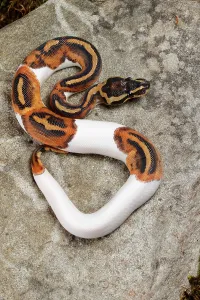 Tropical Snake Species Drucke: Piebald Ball Python on Rock