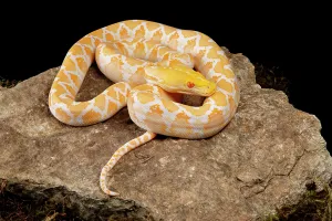 Albino Python Drucke: Reticulated Python (Albino Morph)