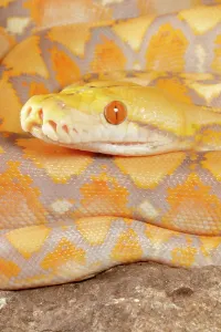Reticulated Python Drucke: Reticulated Python (Lavender Morph)