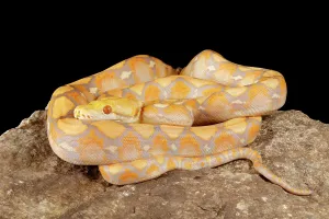 Reticulated Python Drucke: Reticulated Python (Lavender Morph)