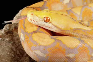 Reticulated Python Drucke: Reticulated Python (Lavender Morph)