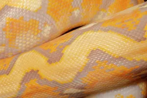 Reticulated Python Drucke: Reticulated Python (Lavender Morph) Scale Detail 1