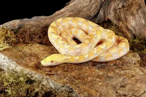 Reticulated Python Drucke: Reticulated Python (Lavender Morph) in front tree stump 3