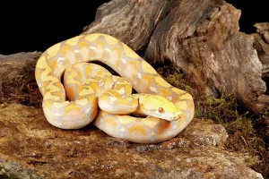 Reticulated Python Drucke: Reticulated Python (Lavender Morph) in front tree stump