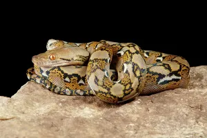 Reticulated Python Drucke: Reticulated Python on Rock