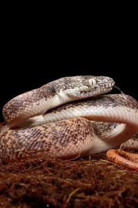 Asian Reptile Species Drucke: Savu Python in Defensive Posture