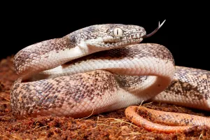 Asian Reptile Species Drucke: Savu Python in Defensive Posture