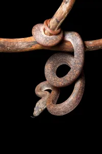 Gerahmter Druck : Savu-Python auf Baumast Gerahmter Druck : Savu-Python auf Baumast