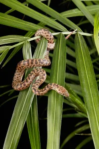 Australian Snakes Drucke: Spotted Python (Antaresia maculosa)