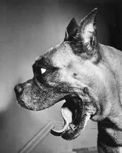 Boxer