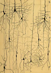 Cajal, mikroskopische Gehirnstruktur, 1904