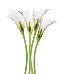 Calla-Lilie, Röntgenaufnahme.